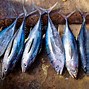 Apakah Ikan Tongkol Dan Ikan Tuna Itu Sama